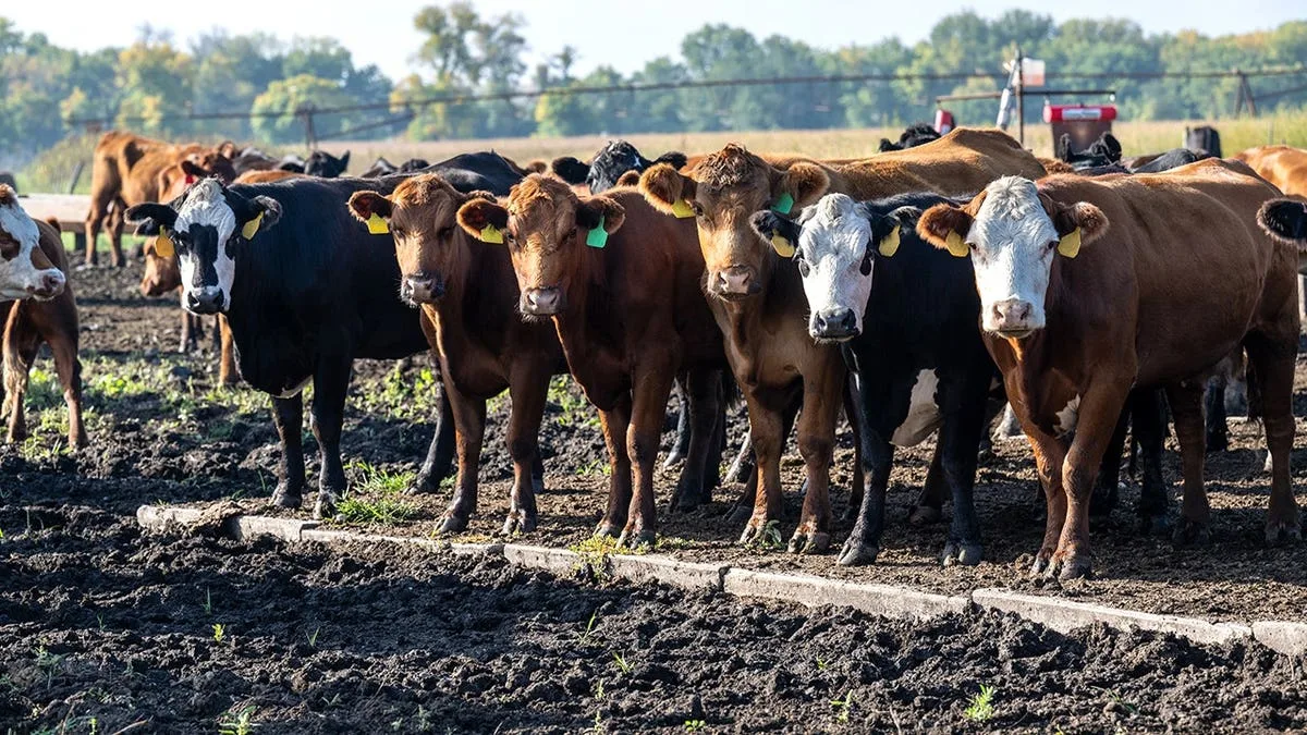 The Rising Cost of Beef: How Regulations Impact American Ranchers and Consumers